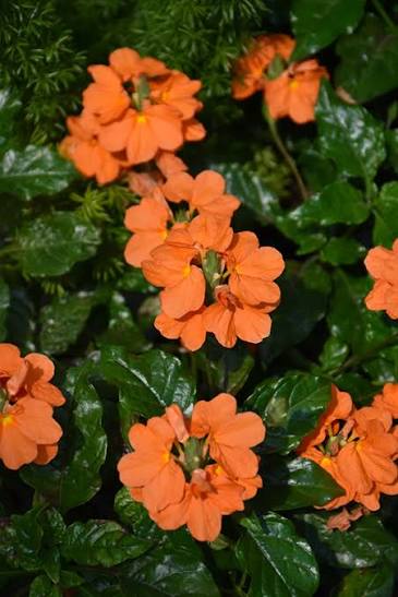 Bees Plant Hub Crossandra Orange (Kanakambaram) All Time Flowering Live Plant