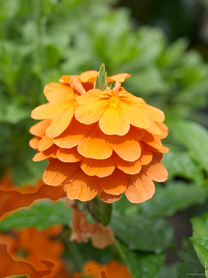 Bees Plant Hub Crossandra Orange (Kanakambaram) All Time Flowering Live Plant