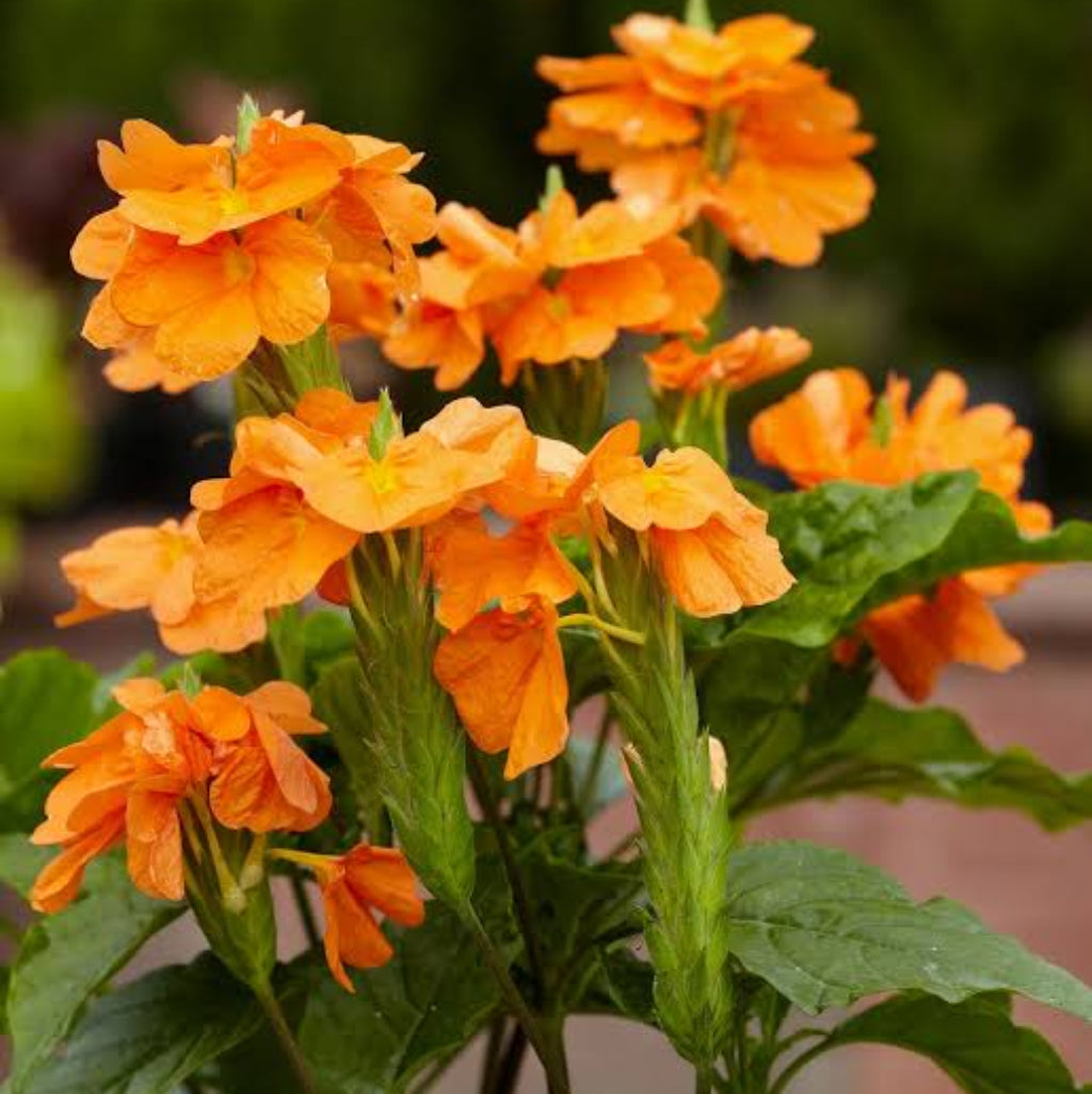 Bees Plant Hub Crossandra Orange (Kanakambaram) All Time Flowering Live Plant
