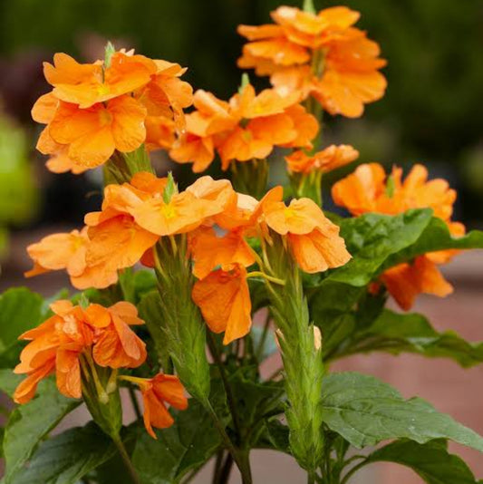 Bees Plant Hub Crossandra Orange (Kanakambaram) All Time Flowering Live Plant