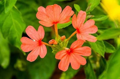 Bees Plant Hub Crossandra Red (Kanakambaram) All Time Flowering Live Plant