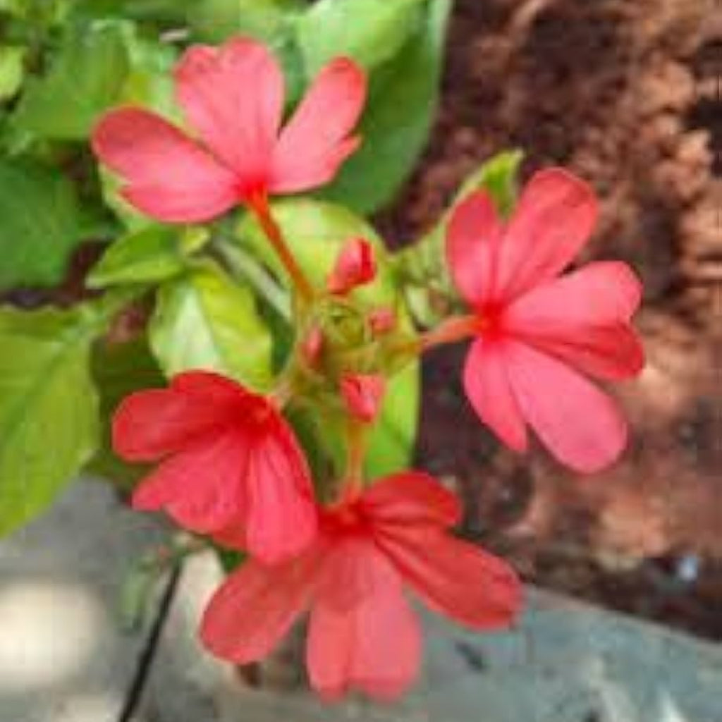 Bees Plant Hub Crossandra Red (Kanakambaram) All Time Flowering Live Plant