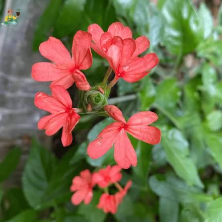 Bees Plant Hub Crossandra Red (Kanakambaram) All Time Flowering Live Plant