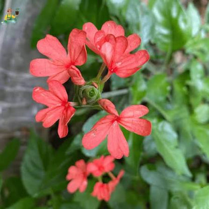 Bees Plant Hub Crossandra Red (Kanakambaram) All Time Flowering Live Plant