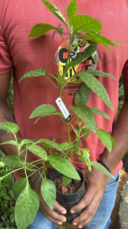 Bees Plant Hub Crossandra Red (Kanakambaram) All Time Flowering Live Plant
