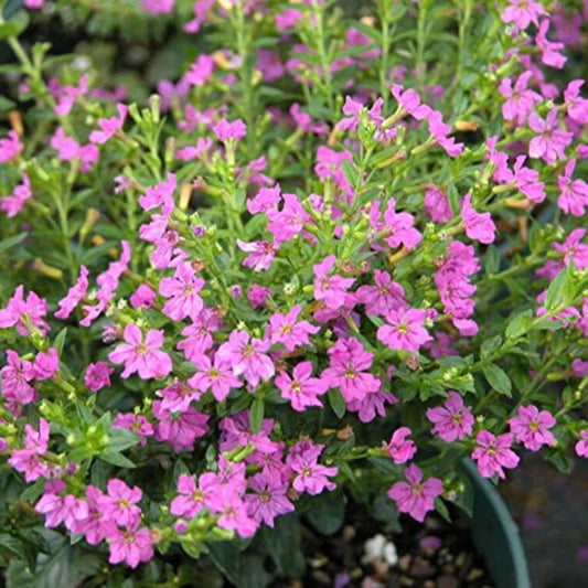 Bees Plant Hub Cuphea Pink (Mexican Heather) Rare All Time Flowering Live Plant
