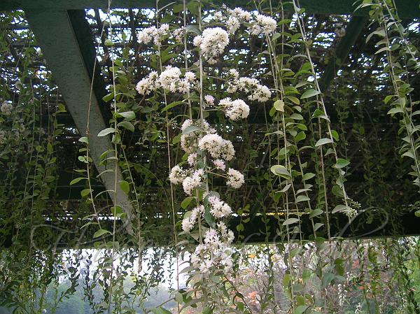 Bees Plant Hub Curtain Creeper (Tarlmounia elliptica) Ornamental Live Plant
