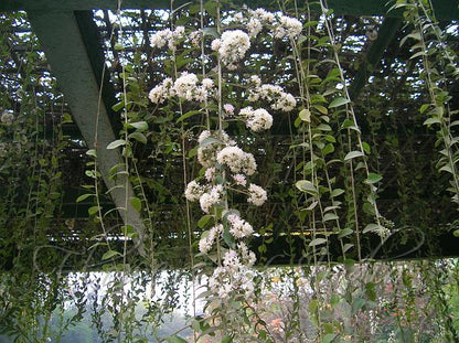 Bees Plant Hub Curtain Creeper (Tarlmounia elliptica) Ornamental Live Plant