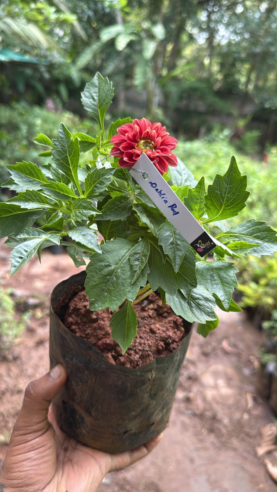 Bees Plant Hub Red Dahlia Flowering Live Plant