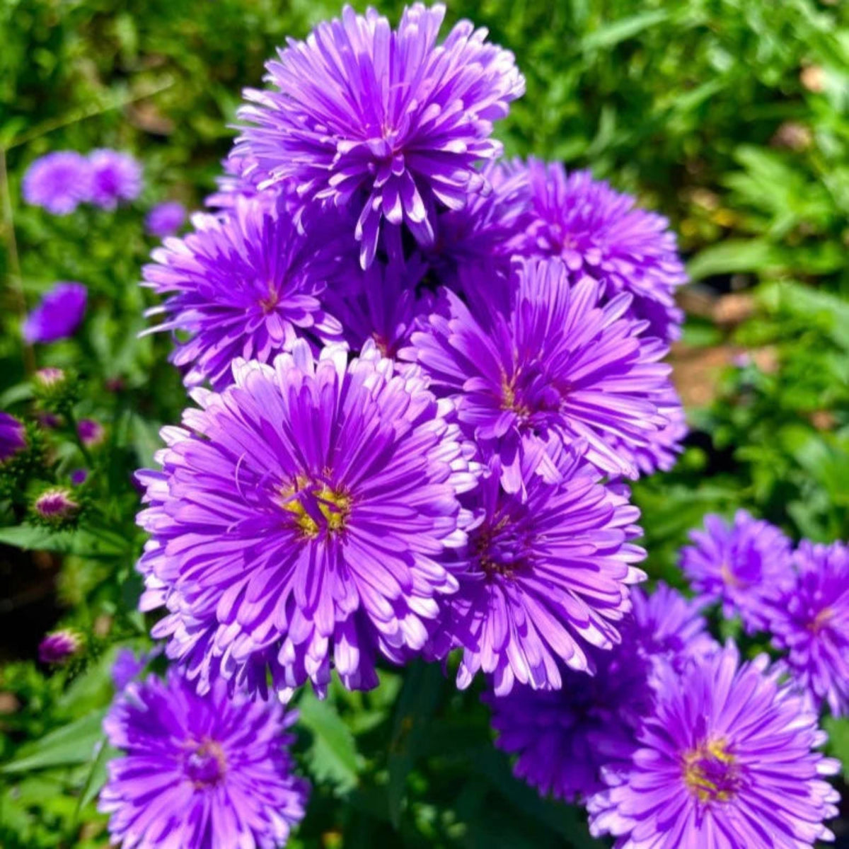 Bees Plant Hub Daisy Purple All Time Flowering Live Plant