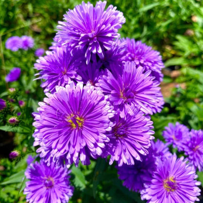 Bees Plant Hub Daisy Purple All Time Flowering Live Plant