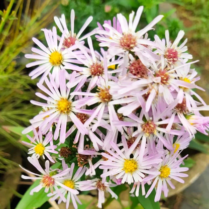 Bees Plant Hub Daisy Single Petal All Time Flowering Live Plant