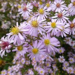 Bees Plant Hub Daisy Single Petal All Time Flowering Live Plant