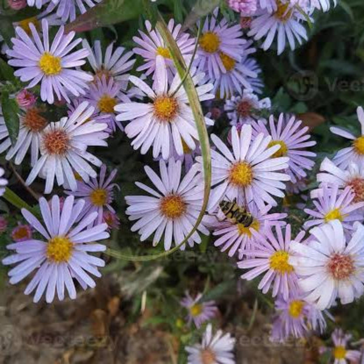 Bees Plant Hub Daisy Single Petal All Time Flowering Live Plant