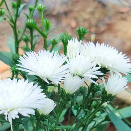 Bees Plant Hub Daisy White All Time Flowering Live Plant