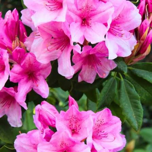 Bees Plant Hub Dark Pink Azalea Ruffle (Rhododendron) Rare Flowering Live Plant