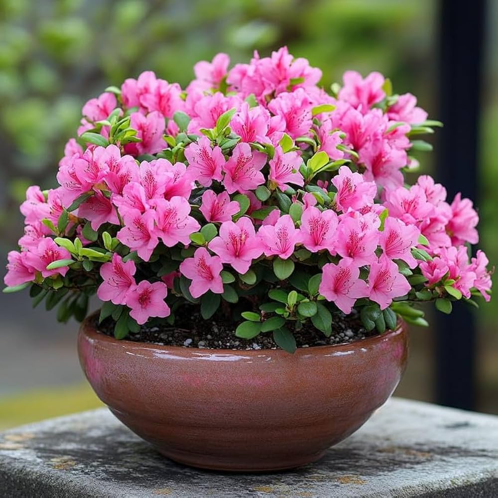Bees Plant Hub Dark Pink Azalea Ruffle (Rhododendron) Rare Flowering Live Plant