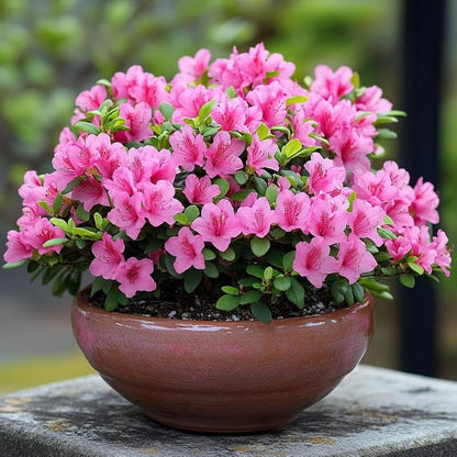 Bees Plant Hub Dark Pink Azalea Ruffle (Rhododendron) Rare Flowering Live Plant