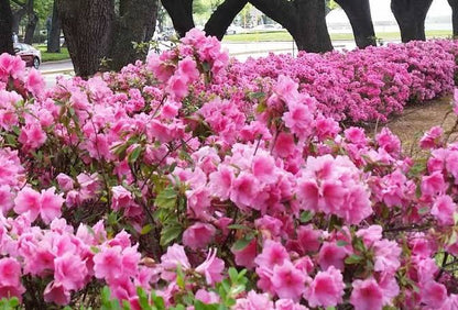 Bees Plant Hub Dark Pink Azalea Ruffle (Rhododendron) Rare Flowering Live Plant