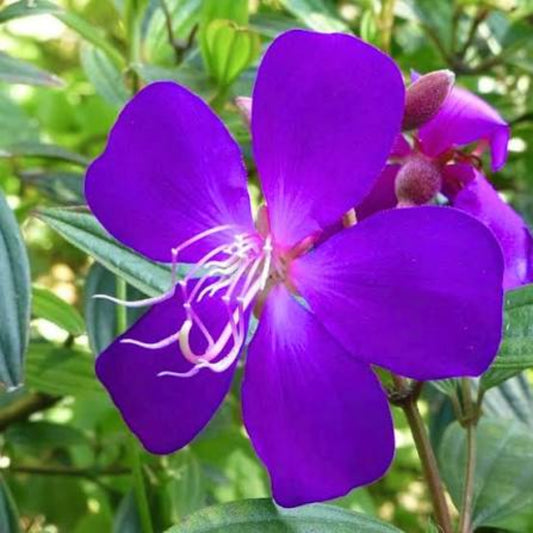 Bees Plant Hub Dark Purple Melastoma (Tibouchina) Flowering Live Plant