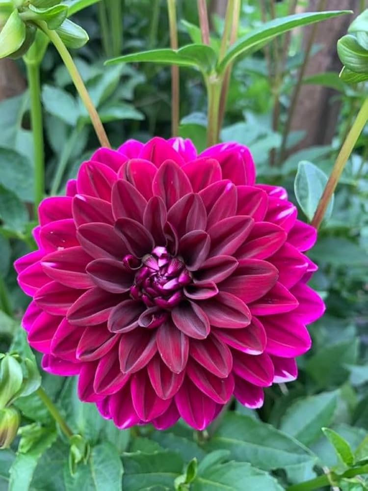 Bees Plant Hub Dark Pink Dahlia Flowering Live Plant