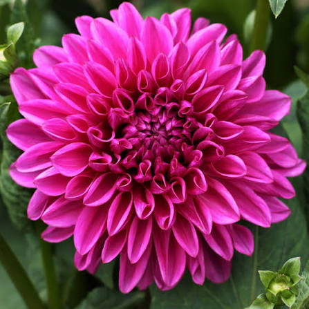 Bees Plant Hub Dark Pink Dahlia Flowering Live Plant
