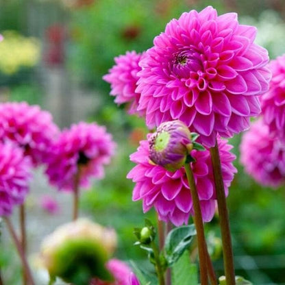 Bees Plant Hub Dark Pink Dahlia Flowering Live Plant