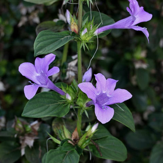Bees Plant Hub December Flower (Spatika) - Blue Flowering Live Plant
