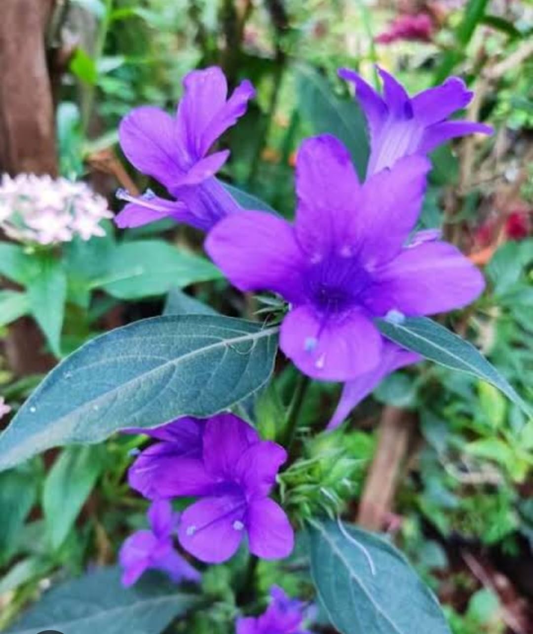 Bees Plant Hub December Flower (Spatika) - Blue Flowering Live Plant