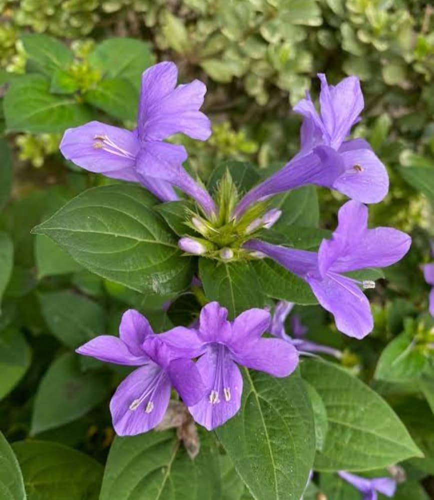 Bees Plant Hub December Flower (Spatika) - Blue Flowering Live Plant