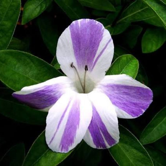Bees Plant Hub December Flower Purple White / Philippine Violet (Barleria cristata) Flowering Live Plant