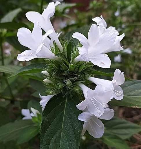 Bees Plant Hub December Flower (Spatika) - White Flowering Live Plant