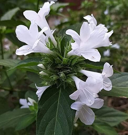 Bees Plant Hub December Flower (Spatika) - White Flowering Live Plant