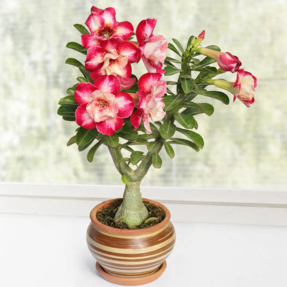 Bees Plant Hub Desert Rose (Adenium obesum) Flowering Live Plant