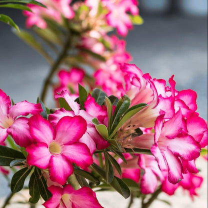 Bees Plant Hub Desert Rose (Adenium obesum) Flowering Live Plant