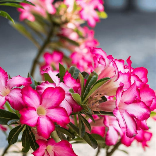 Bees Plant Hub Desert Rose (Adenium obesum) Flowering Live Plant