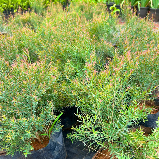 Bees Plant Hub Devadaru Green (Cedrus deodara) Indoor / Outdoor Live Plant