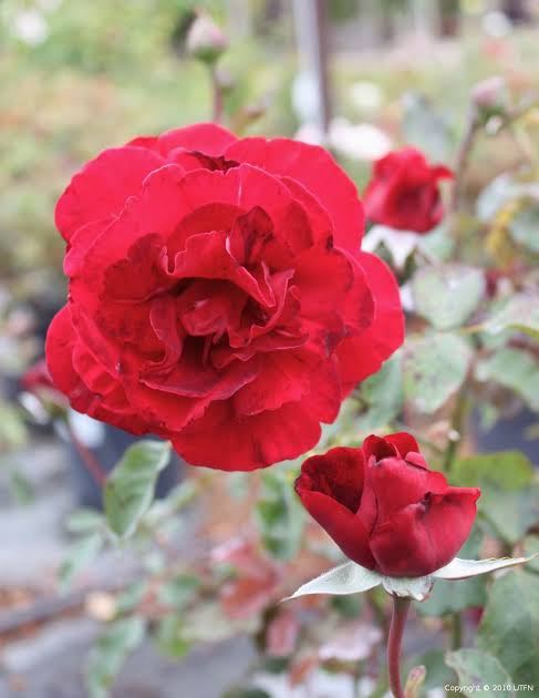 Bees Plant Hub Fragrant Don Juan Red Creeper/Climber Rose Rare Live Plant