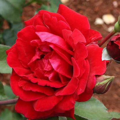 Bees Plant Hub Fragrant Don Juan Red Creeper/Climber Rose Rare Live Plant