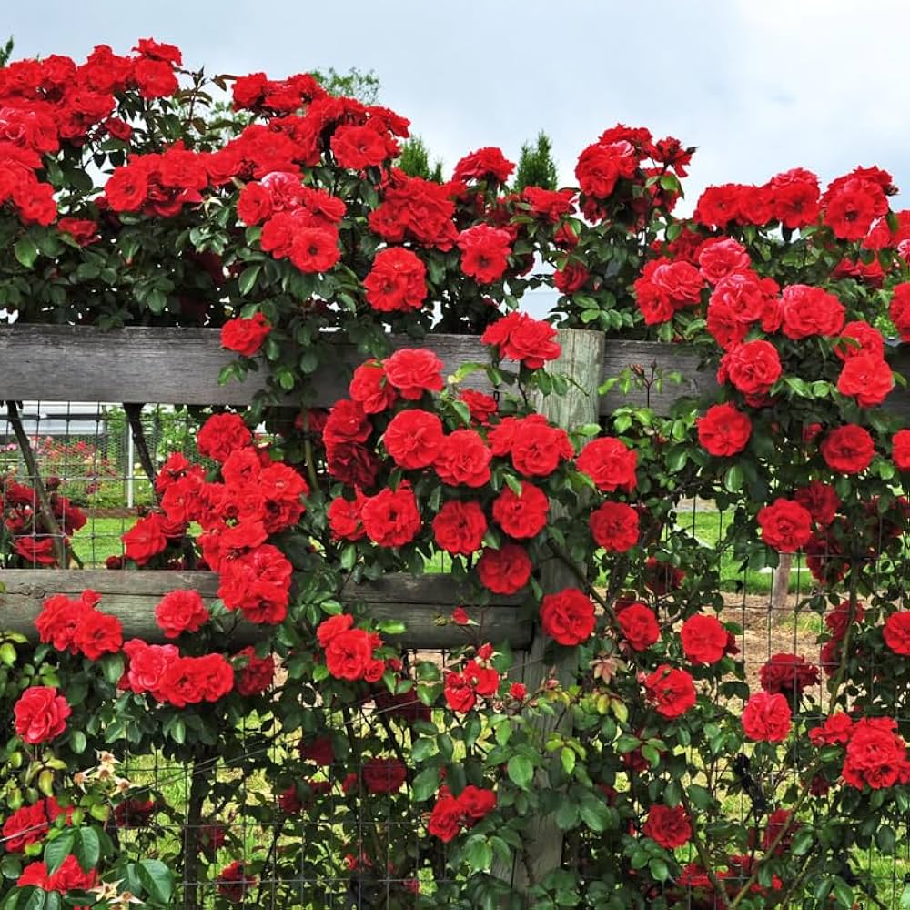 Bees Plant Hub Fragrant Don Juan Red Creeper/Climber Rose Rare Live Plant