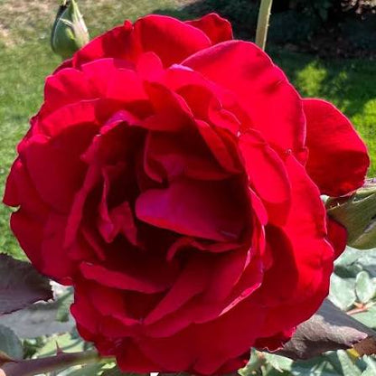 Bees Plant Hub Fragrant Don Juan Red Creeper/Climber Rose Rare Live Plant