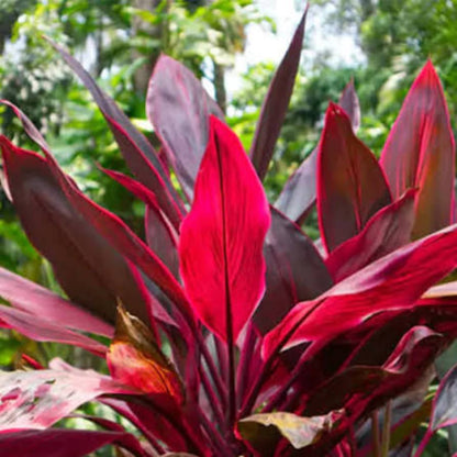 Bees Plant Hub Dracaena Red (Madagascar Dragon Tree) Indoor / Outdoor Live Plant