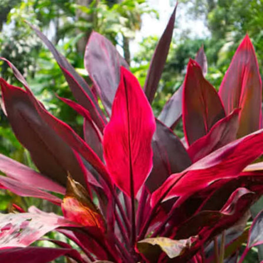 Bees Plant Hub Dracaena Red (Madagascar Dragon Tree) Indoor / Outdoor Live Plant