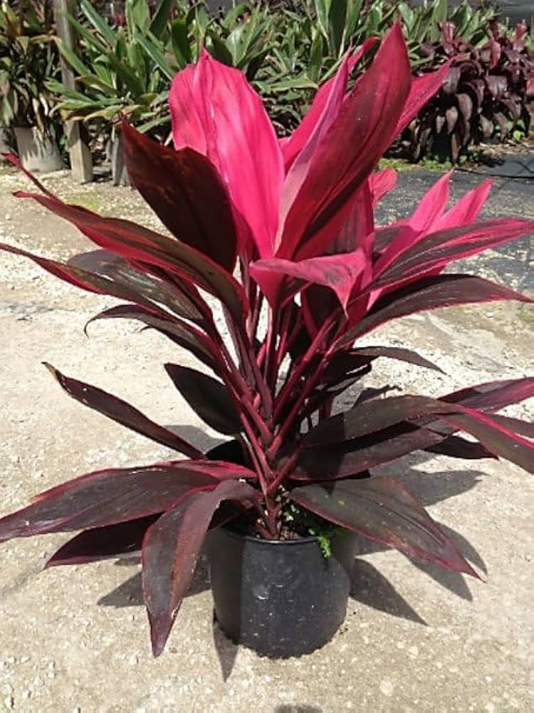 Bees Plant Hub Dracaena Red (Madagascar Dragon Tree) Indoor / Outdoor Live Plant