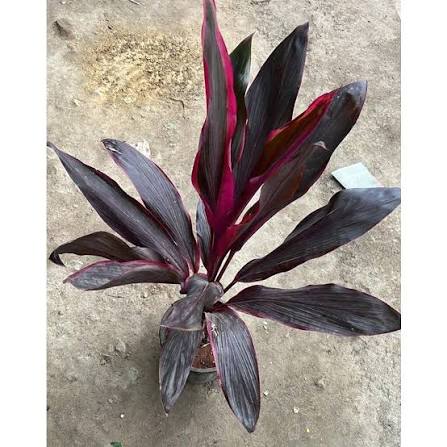 Bees Plant Hub Dracaena Red (Madagascar Dragon Tree) Indoor / Outdoor Live Plant