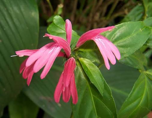 Bees Plant Hub Duck Foot (Justicia brasiliana) Rare All Time Flowering Live Plant