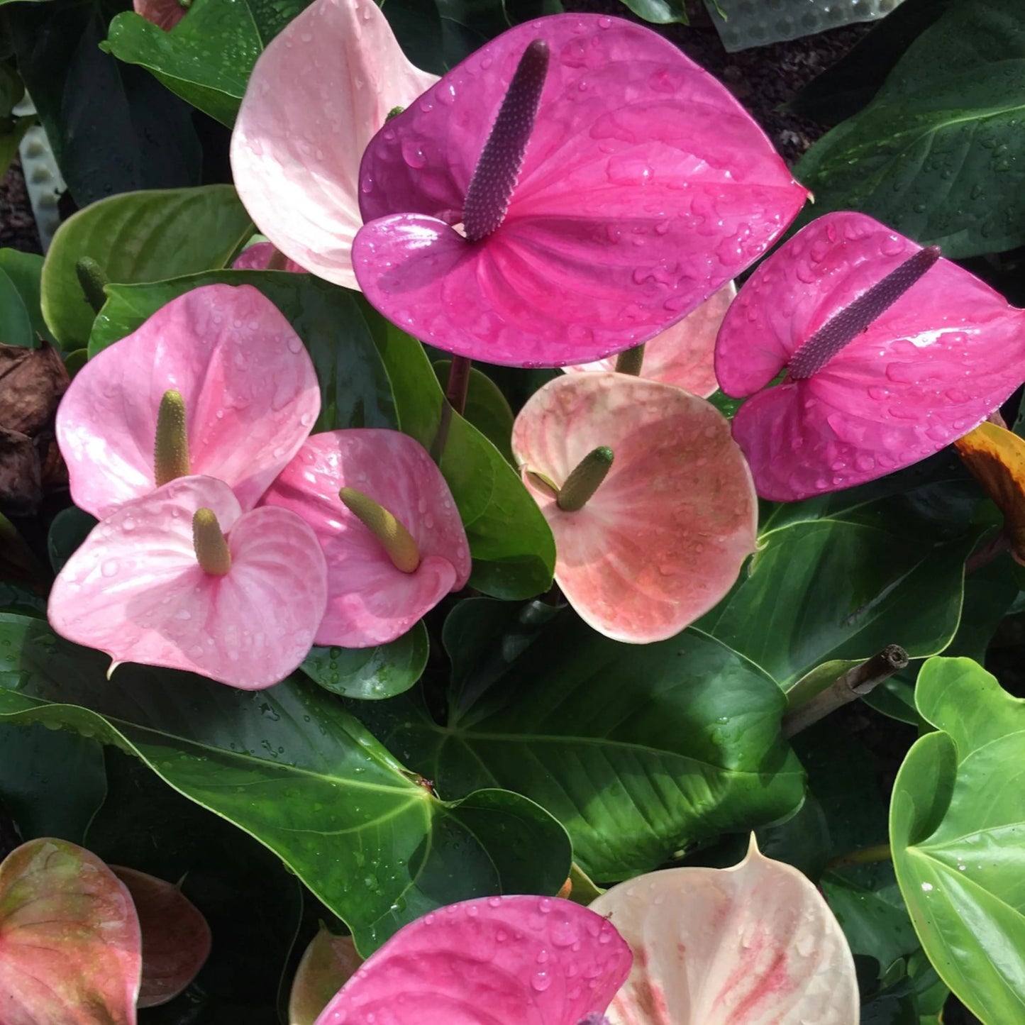 Bees Plant Hub Dwarf Anthurium Cavalli Indoor/Outdoor Live Plant