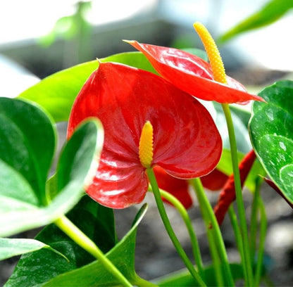 Bees Plant Hub Dwarf Anthurium Jumbo Red Indoor/Outdoor Live Plant