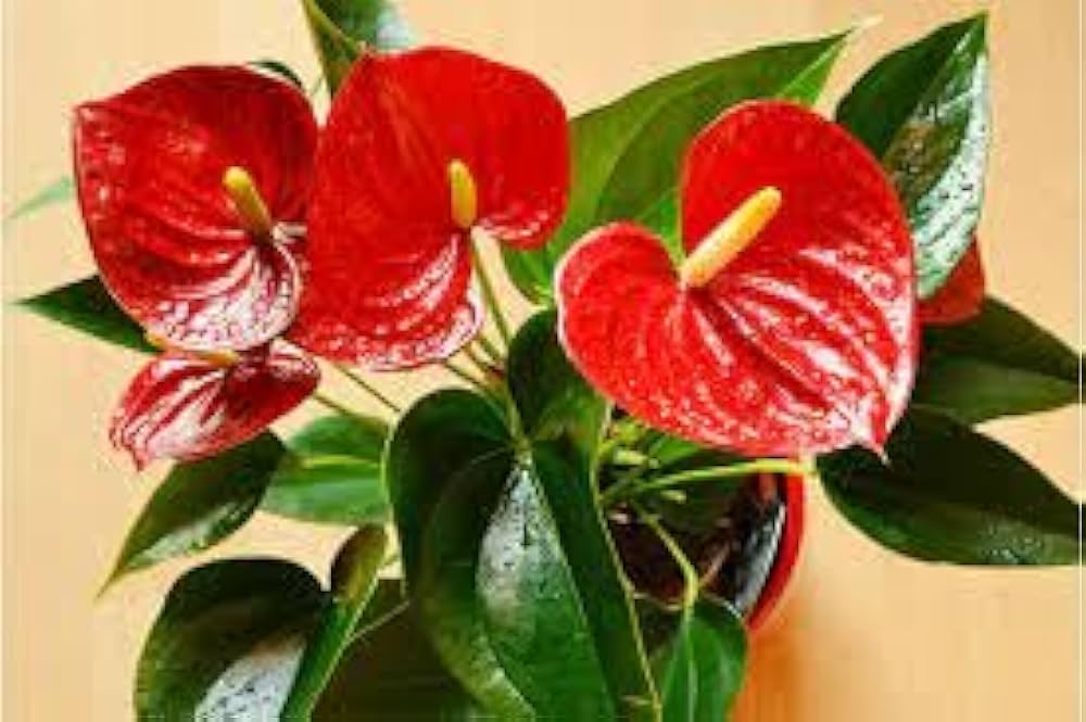 Bees Plant Hub Dwarf Anthurium Jumbo Red Indoor/Outdoor Live Plant