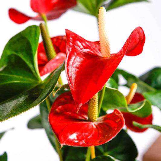 Bees Plant Hub Dwarf Anthurium Jumbo Red Indoor/Outdoor Live Plant